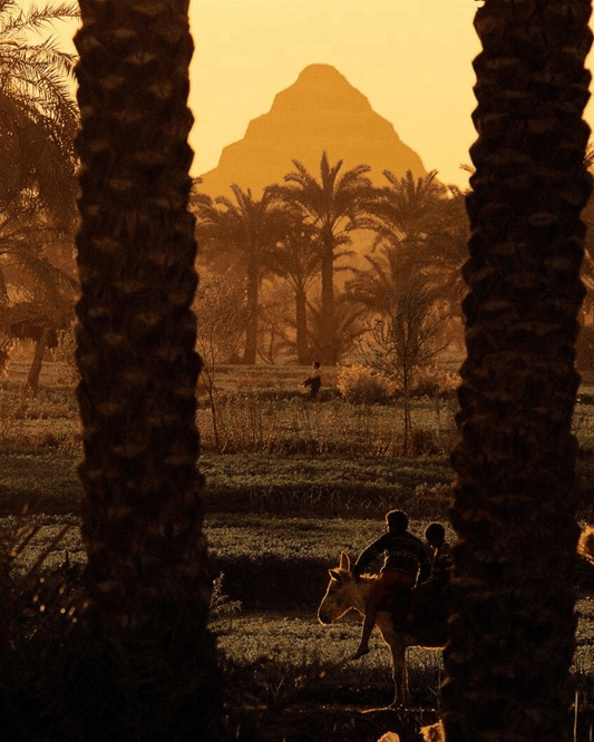 Four O'Clock in the Jasmine Fields - Nile Concierge